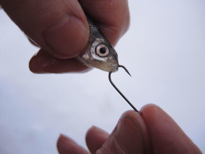Everything an angler needs to know about how to properly attach live bait to a rod