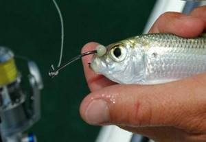 Everything an angler needs to know about how to properly attach live bait to a rod