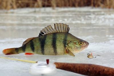 All the secrets and nuances of good fishing on the first ice