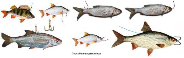 The choice depends entirely on the activity of the toothy fish and the preferences of the angler