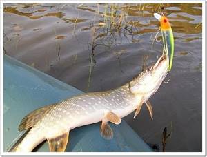 Choosing a place and time for successful pike fishing