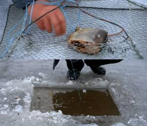 catching crayfish in winter using a crayfish trap