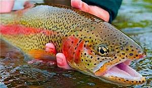 Raising rainbow trout