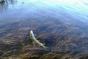 Fishing for pike