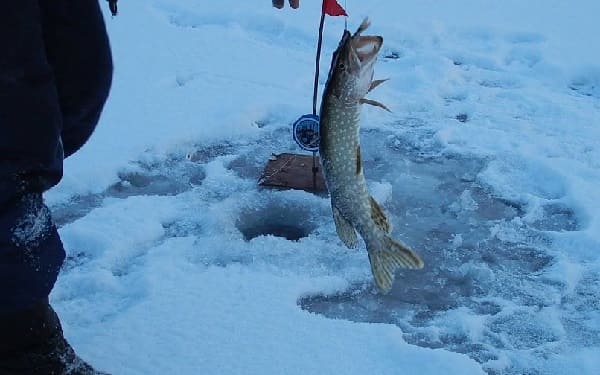 Fishing for pike