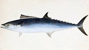 Japanese king, small spotted mackerel