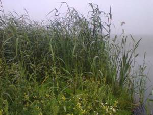 Behind this wall of reeds is a promising carp spot.