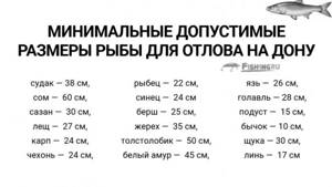 Запреты на ловлю рыбы на Дону, размеры. f1sh1ng.ru