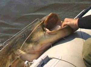 Dragging catfish into a boat