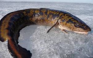 winter burbot