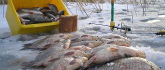 Winter catch of crucian carp on ice
