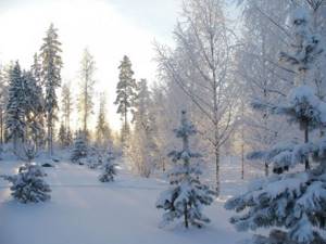 Winter Karelia