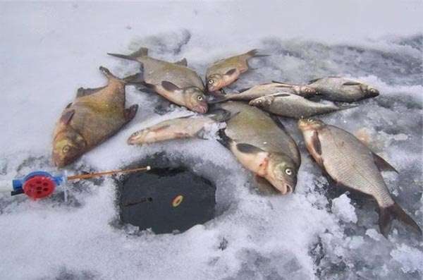 Зимняя лещевая рыбалка