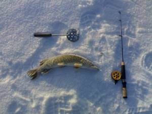 Winter pike fishing with spoons