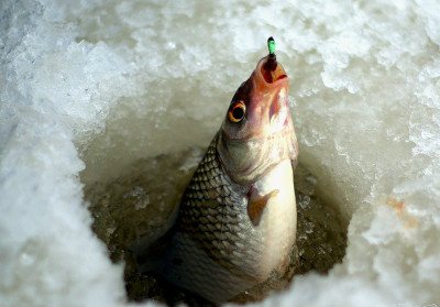winter fishing chebak
