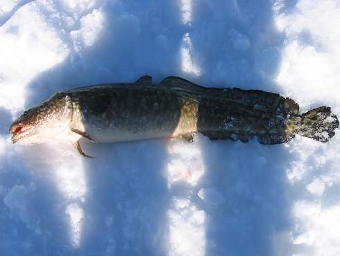 Зимняя рыбалка на налима