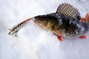 Winter fishing for perch with rattlins