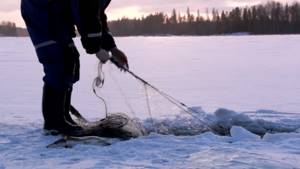 Зимняя рыбалка сетями.