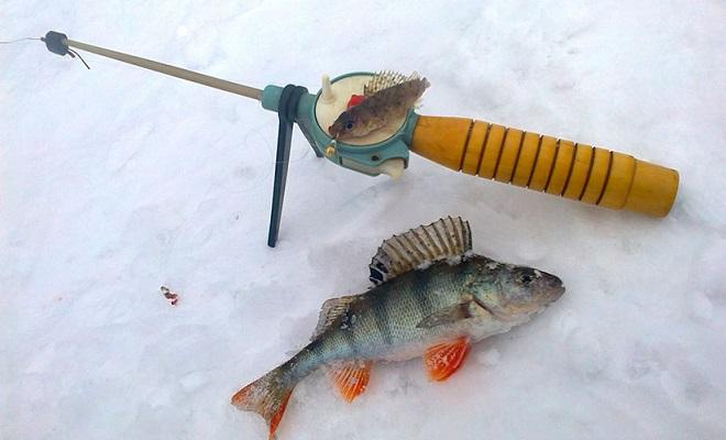 Winter fishing rod and caught ruff
