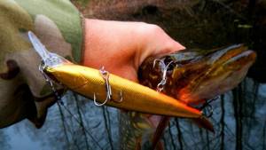 In winter, minnow suspenders are great for catching pike with deliberately long pauses.