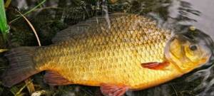 Golden crucian carp.