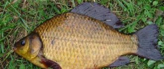 Golden carp