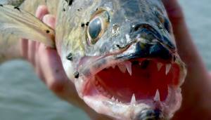 The toothy muzzle of a pike perch